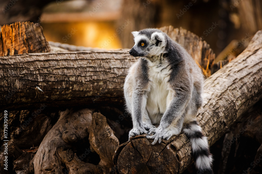 Obraz premium Ring-tailed lemur sitting on a pile of tree logs and looking to the side in warm natural light