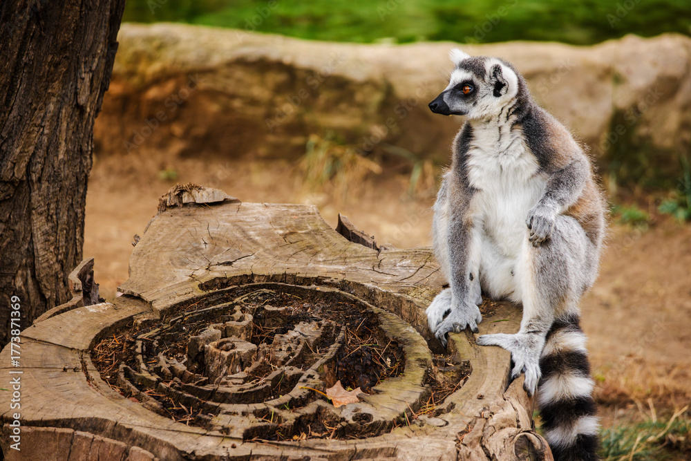 Obraz premium Ring-tailed lemur sitting calmly on a large tree stump looking to the side in a natural outdoor environment