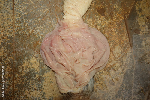 Obraz na plátně Veterinary dissection of the sheep omasum, revealing its layered leaf-like folds and smooth mucosa structure
