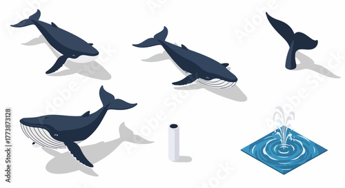 Isometric Whale Set: Various Views of Humpback or Blue Whales Swimming, Diving Tail Fluke, and Water Spout Effect Illustration.