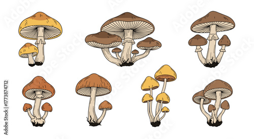 A collection of various clustered edible wild mushrooms growing together in nature.