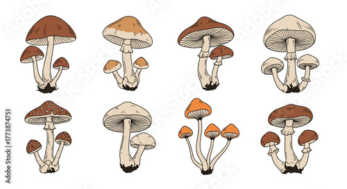 A collection of various types of wild mushrooms growing in clusters on white background.