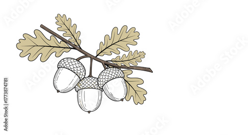A detailed illustration of an oak tree branch with acorns and leaves.
