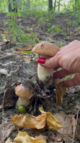 Close-up of a woman’s hand with red manicure picking a porcini mushroom in the forest. Two mushrooms growing side by side among leaves and moss. Peaceful moment of wild food foraging.