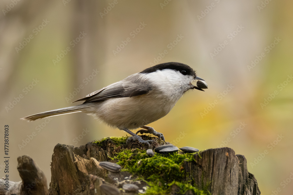 Naklejka premium The brown-headed nut