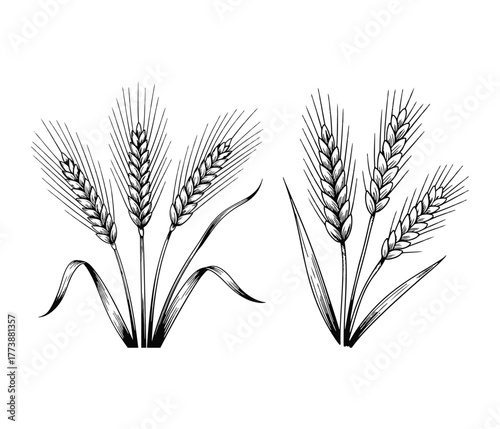 Detailed black and white etching illustration of ripe wheat stalks with detailed grains and leaves on a white background