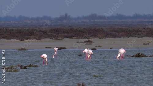 A group of Greater Flamingos standing in the water looking for food