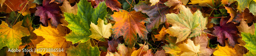 Autumn Leaves Carpet: Vibrant Foliage and Colorful Ground Cover in Fall Palette