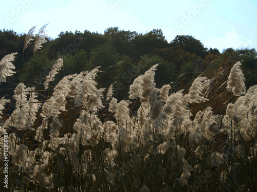 pine trees on a hill