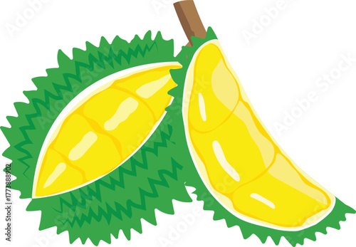 durian isolated on white background.Vector illustration cartoon