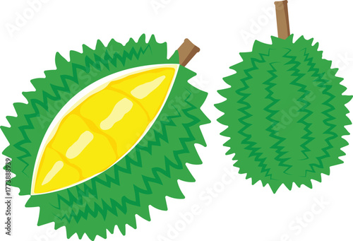 durian isolated on white background.Vector illustration cartoon