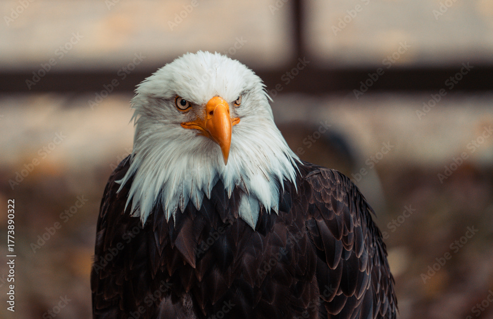 Obraz premium Close up profile of a magnificent American bald eagle looking around. The national bird of the United States of America, a symbol of freedom, patriotism, power, and authority