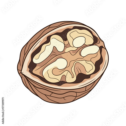 Walnut nut shell with inner seed isolated on white background  