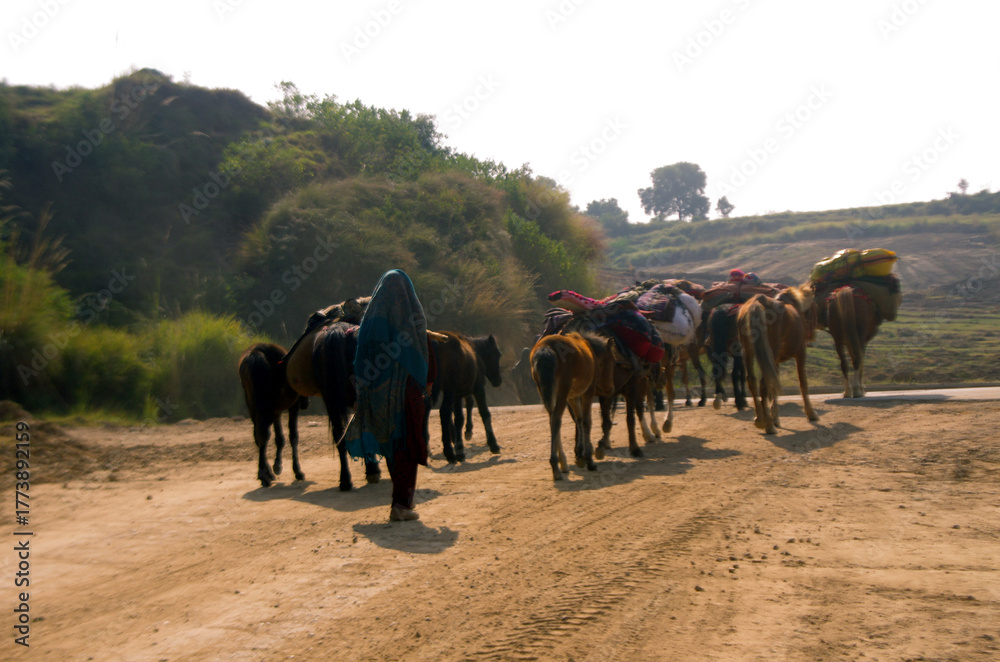 Naklejka premium Himalayan pack mules wearing bells and brightly colored sashes migrating to warm areas in winter