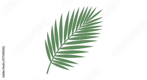 A simple, isolated, green palm frond against a white background, angled slightly to the right