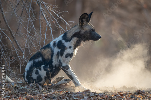 Photography African wild dog sits on dry leaves