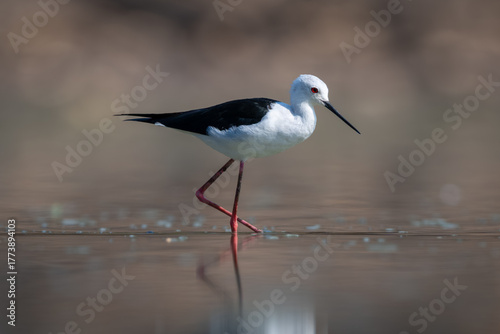 Canvas Print Black-winged stilt crosses still pool in sunshine
