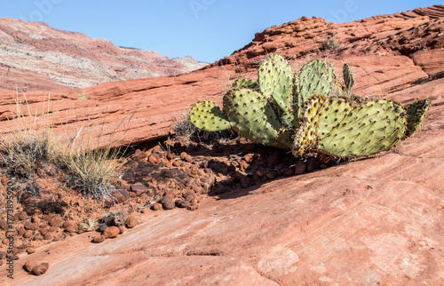 Cactus in rock with moqui marbles of iron oxide on the petrified rock platform in Snow Canyon