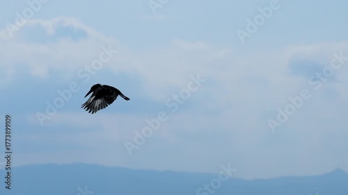 A Belted Kingfisher hovers in the air then lands on a boat railing on the glistening water of Lake Naivasha Kenya against a bright blue sky.