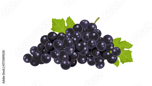 Bunch of ripe black grapes isolated on white background. Vector cartoon flat illustration. Fruit icon
