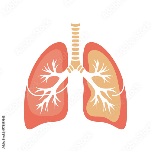 Illustration of human lungs with bronchi and trachea on white background.