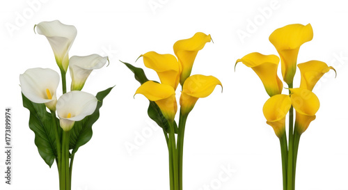 White yellow calla lilies isolated on a transparent background