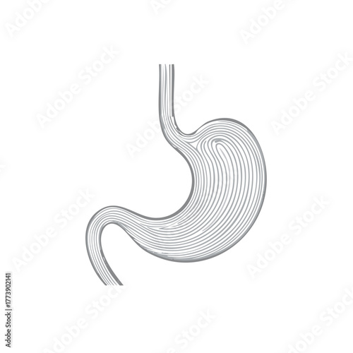 Stylized human stomach digestive system organ anatomy line art medical illustration