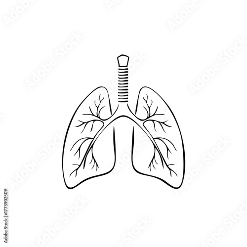 Human lungs and trachea line art sketch a simple anatomical illustration of the respiratory system