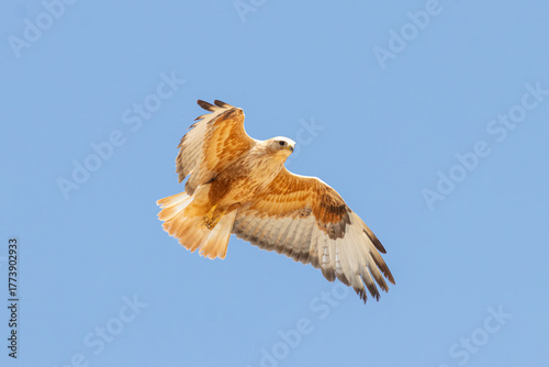 Long-legged Buzzard standing in the sky with its wings outstretched