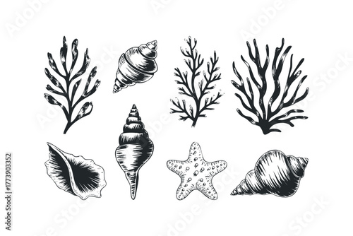 Seashell and Seaweed Collection Graphic Elements