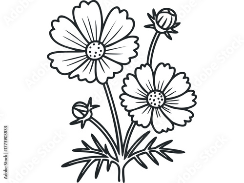 Simple outline of cosmos flowers and buds