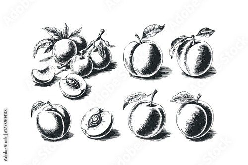 Plums and Slices on White Background Hand Drawn Sketch