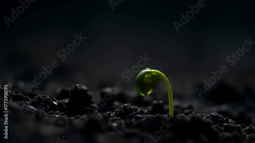 Young plant sprout emerging from dark soil under dramatic lighting