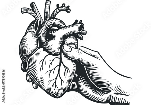 Human Heart Held in Hand Anatomical Engraving Style