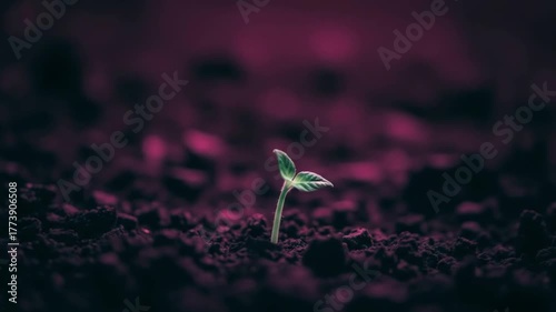 Young plant sprout emerging from dark soil against a magenta background