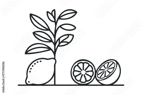 Stylized line drawing of a lemon and citrus slices