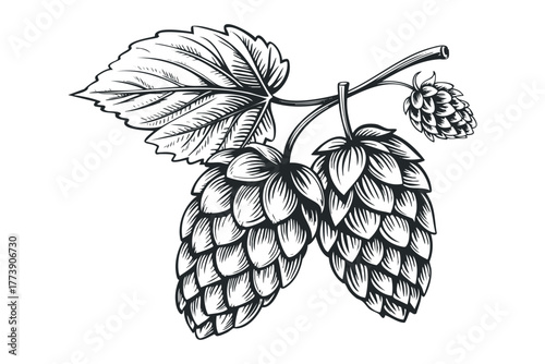 Hop cones and leaf sketch