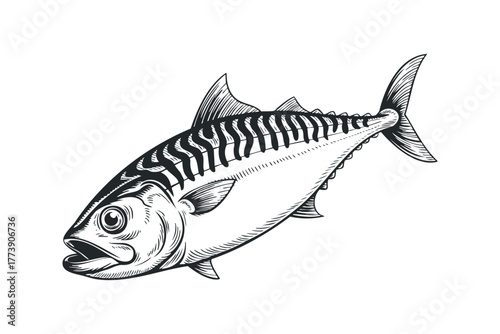 Black and white sketch of a mackerel fish
