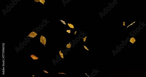 Super Slow Motion Falling Beech Leaves. Isolated on Black Background. Cinematic Overlay for Autumn Visuals, Seasonal Motion Graphics, Background Transitions, or VFX Compositing.
