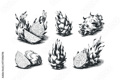 Sketch of Exotic Pitaya Fruits Whole and Sliced