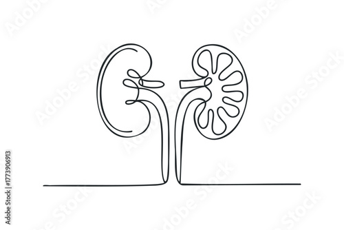 Outline of human kidneys with ureters and renal pelvis detail