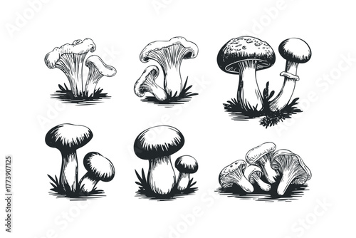 Various Mushroom Types Drawn in Monochrome Sketch Style