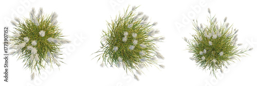 Obraz na plátně Miscanthus sacchariflorus tree plan, top view, cutout, transparent background, i