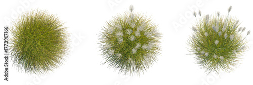 Miscanthus sinensis gracillimus tree plan, top view, cutout, transparent background, isolate, Ornamental grass collection, top view, landscape design element beauty