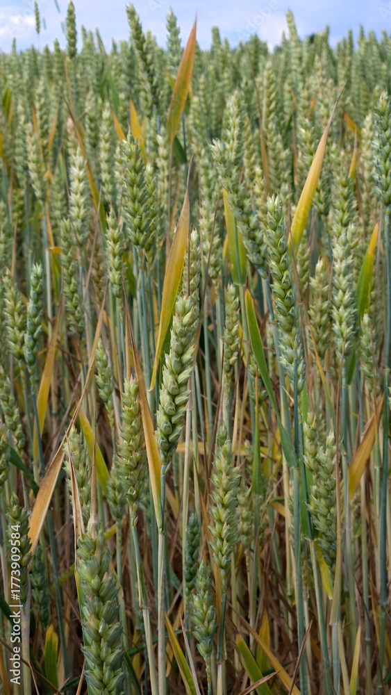 Fototapeta premium Close-up of Green Wheat Ears Growing in the Field under Natural Light
