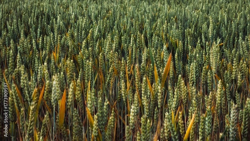 Close-up of Green Wheat Ears Growing in the Field under Natural Light