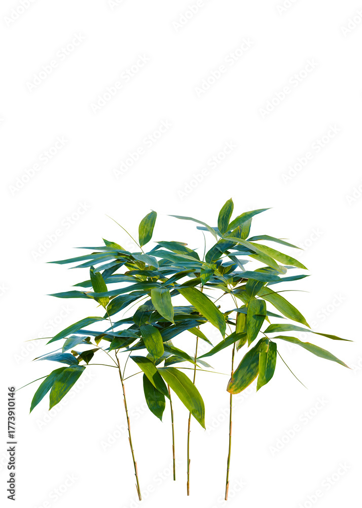 Obraz premium Sasa pygmaea trees, front view, cutout, transparent, isolate, Vibrant bamboo plant against a transparent background for creative designs