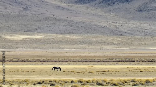 Solitary horse grazes in a vast, arid landscape.