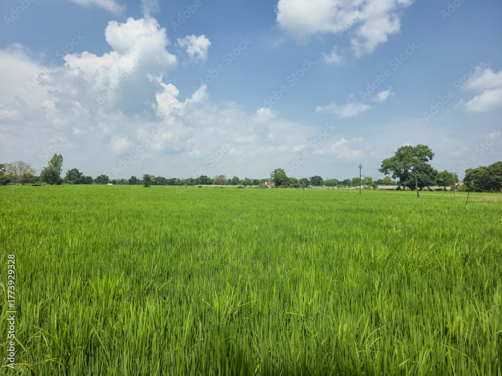 Fototapeta premium Lush Green Paddy Field with Small Farmhouse in Countryside Landscape