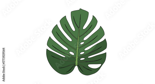 Monstera deliciosa leaf, a tropical plant element